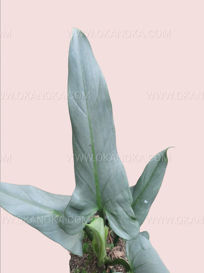 philodendron hastatum silver & Philodendron Hastatum Silver Sword Mature Leaf – Okanoka
