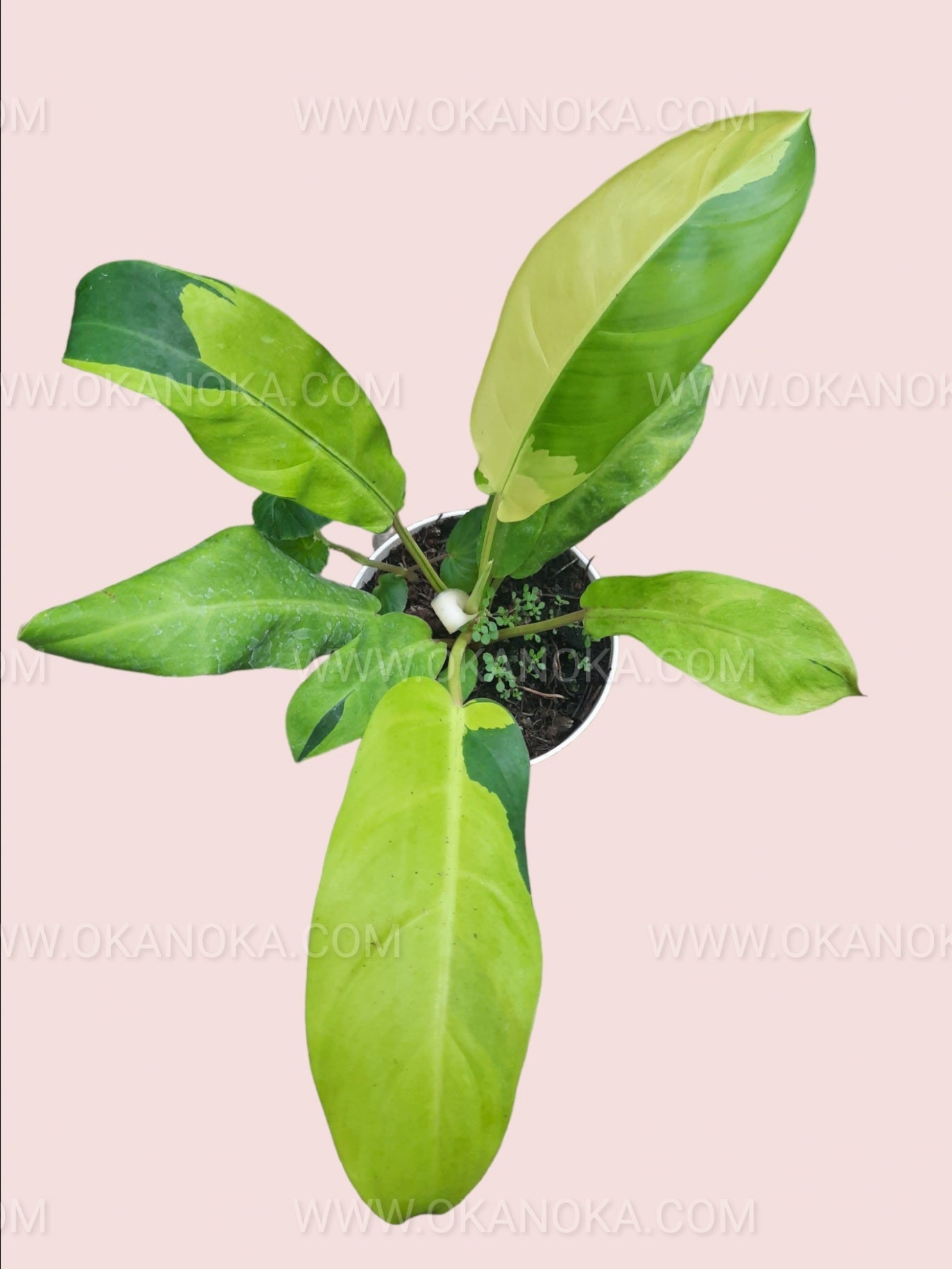 philodendron golden goddess vs thai sunrise Philodendron Thai Sunrise