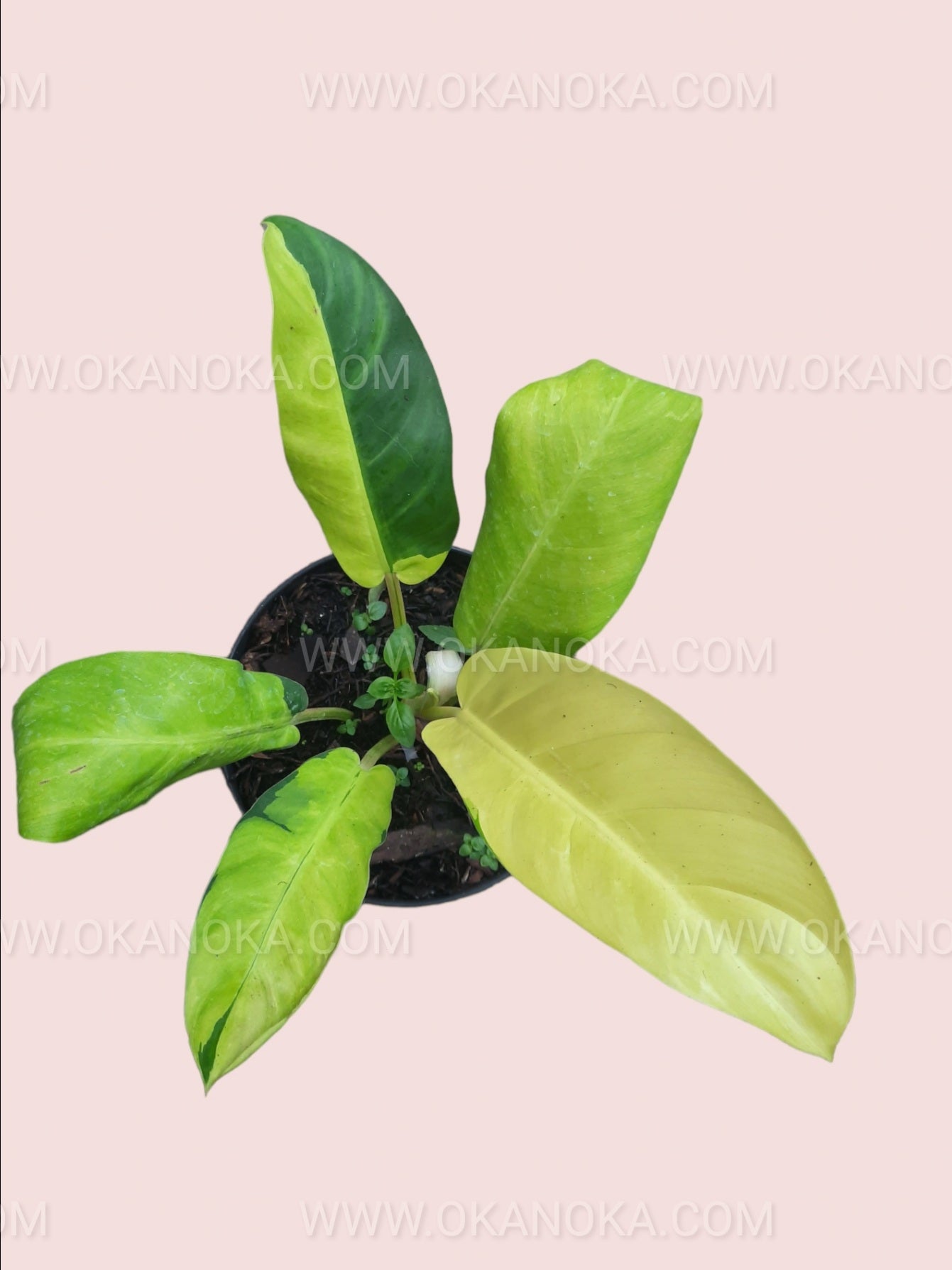 thai sunrise philodendron price Philodendron Thai Sunrise