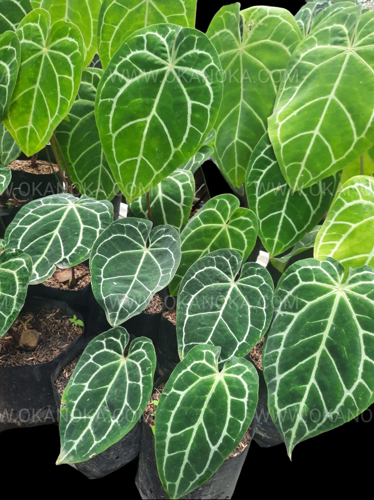 anthurium crystallinum for sale australia Wholesale Anthurium Crystallinum – Okanoka