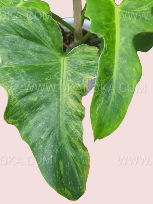 Philodendron Lime Fiddle (Golden Dragon)