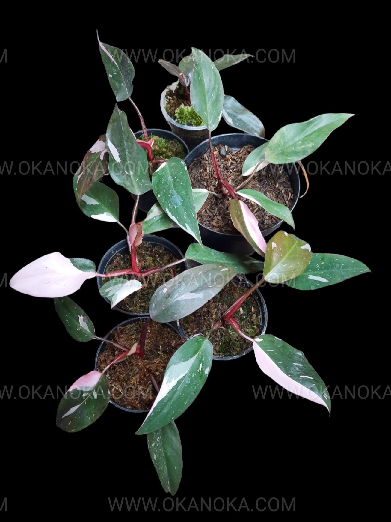 philodendron red anderson vs pink princess Wholesale 6x Philodendron Pink Princess Medium – Okanoka