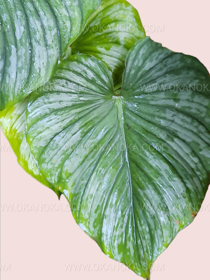 philodendron silver cloud mature Philodendron Silver Cloud – Okanoka