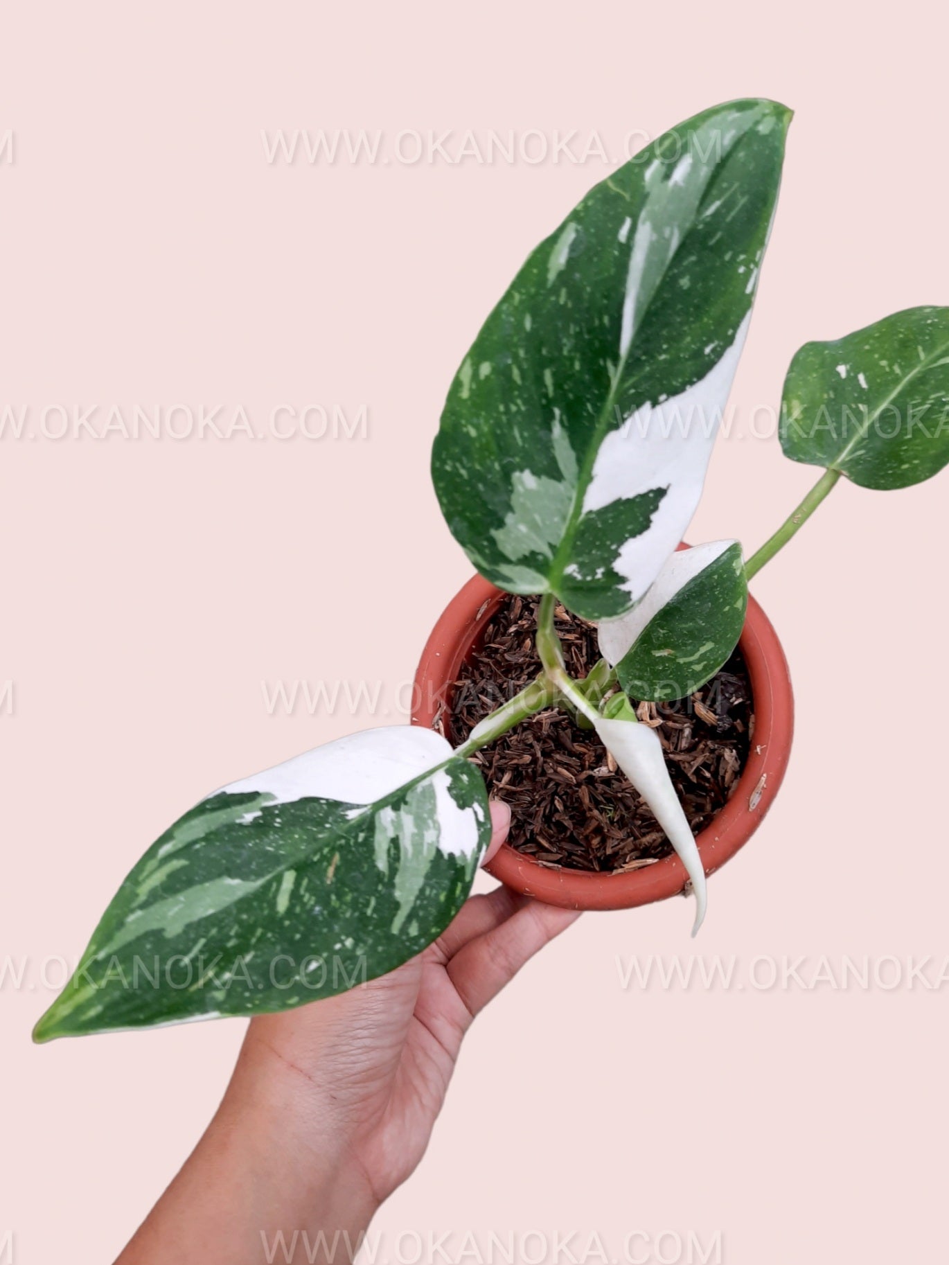philodendron white wizard price Imported premium Philodendron White Wizard Indoor Plant