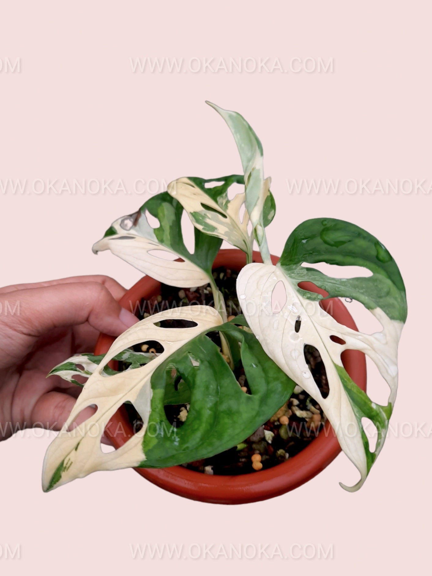 monstera adansonii archipelago variegata Monstera Adansonii Variegated Japan Lab