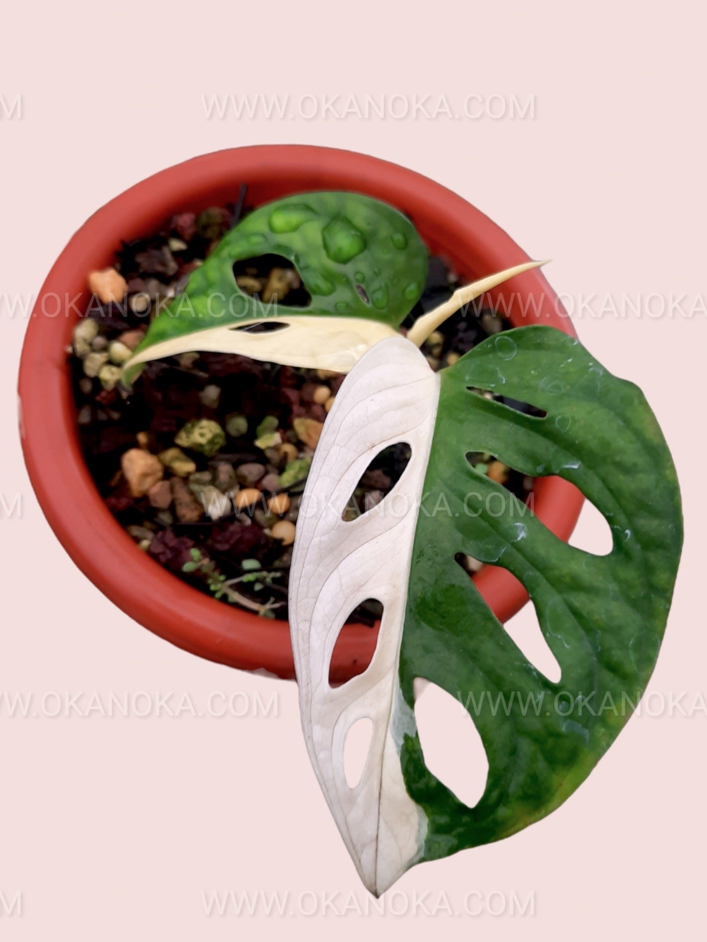 half moon adansonii monstera Monstera Adansonii Variegated Japan Lab – Okanoka
