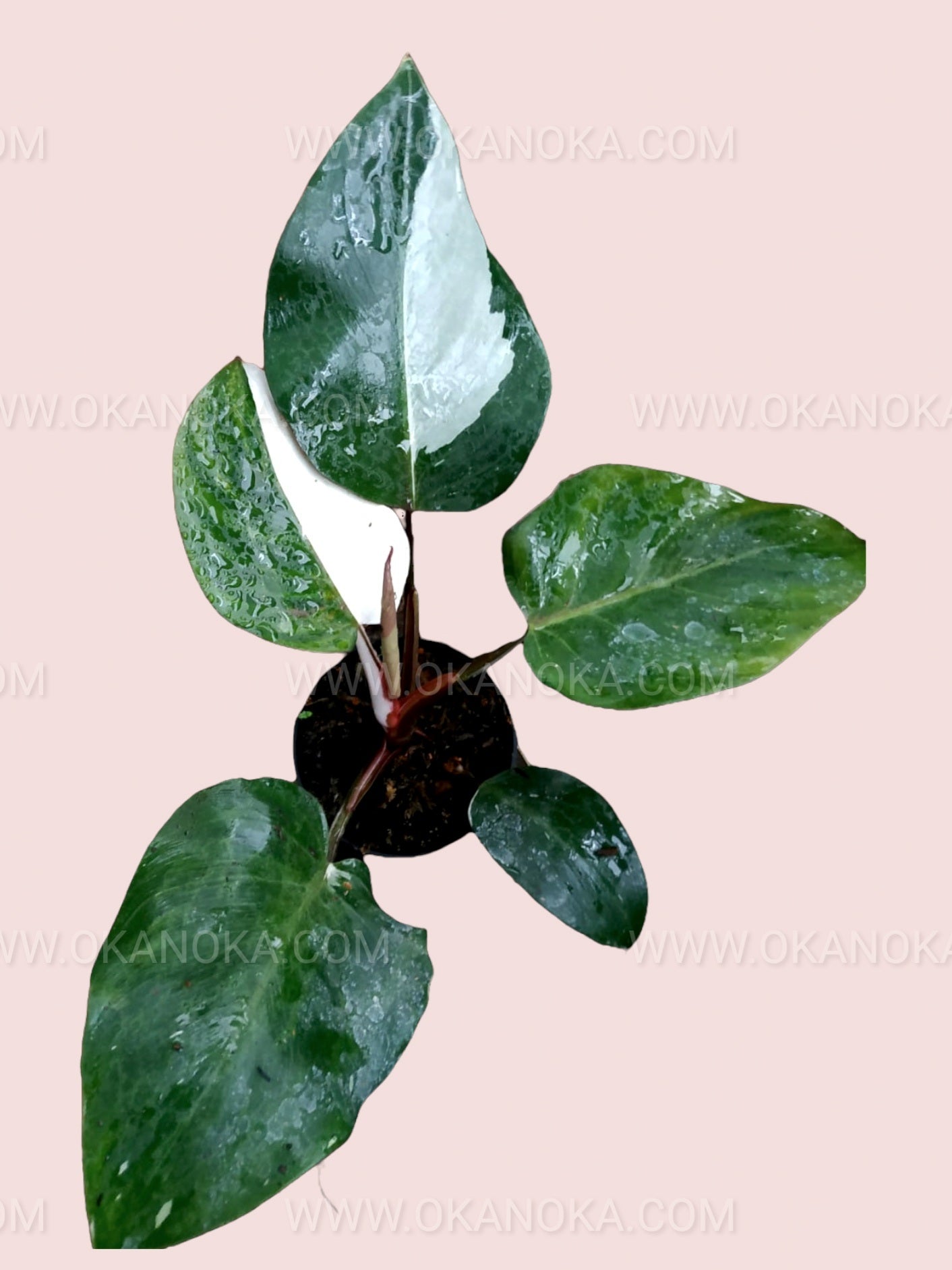 philodendron white knight buy Philodendron 'White Knight'