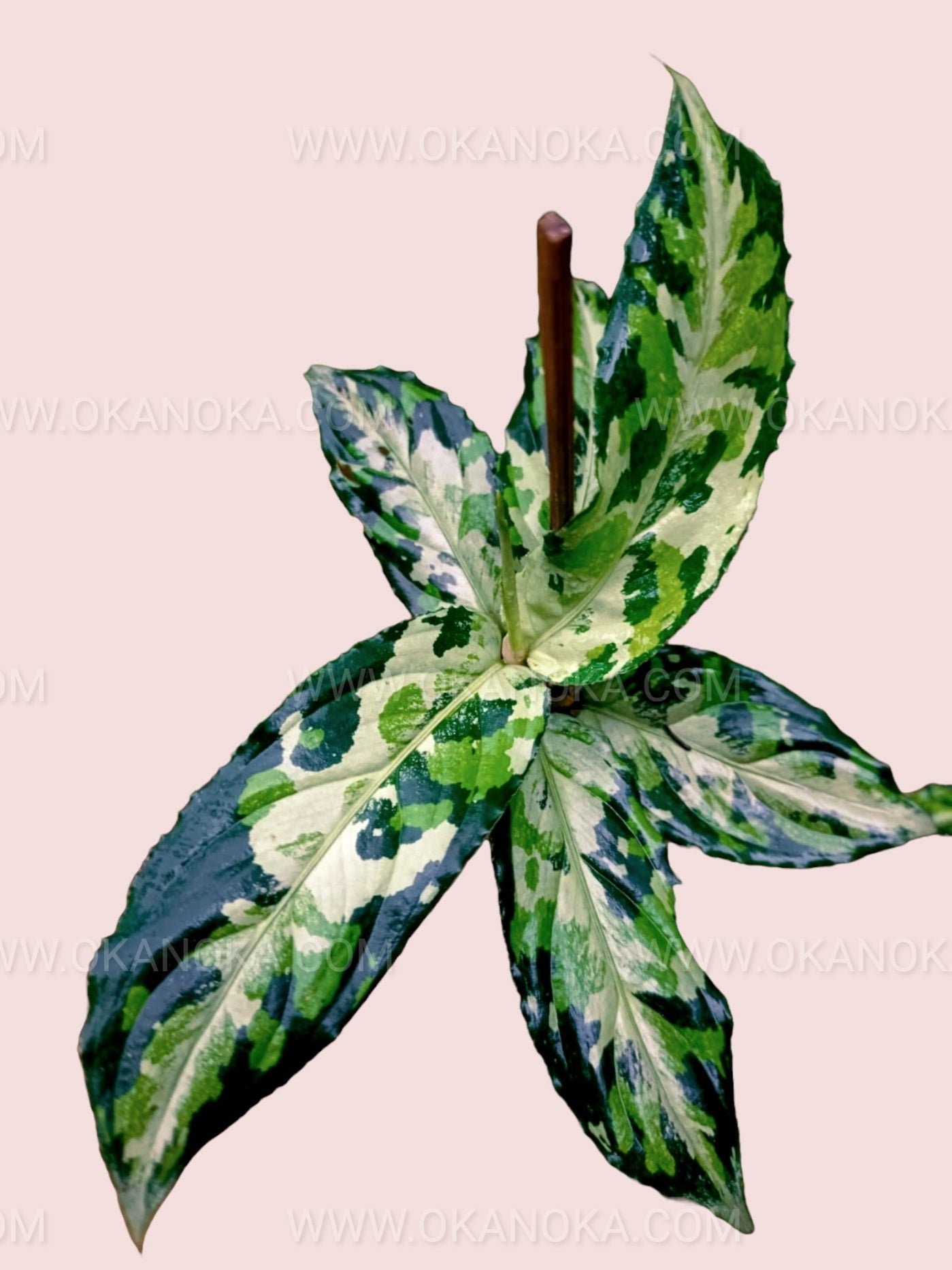 aglaonema pictum tricolor for sale from india Aglaonema Pictum Tricolor – Okanoka