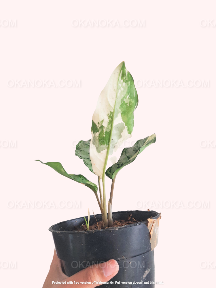 aglaonema bangkok dream Aglaonema Commutatum Variegated