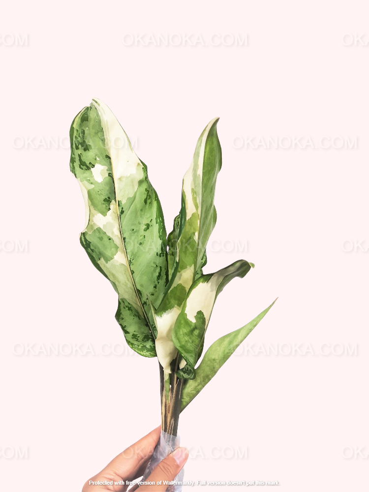 aglaonema commutatum variegated pearls Aglaonema Commutatum Variegated