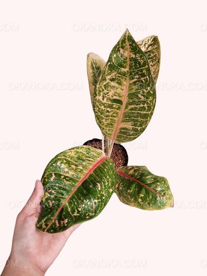 Aglaonema Donacarmen showing vibrant pink and green variegated leaves held in hand.