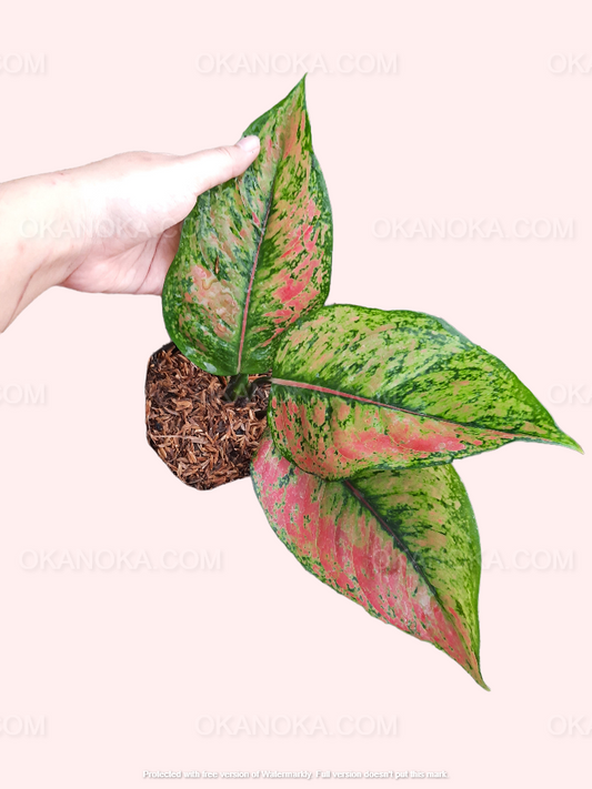 Top view of Aglaonema Heng Heng with red and green variegated leaves in black pot.