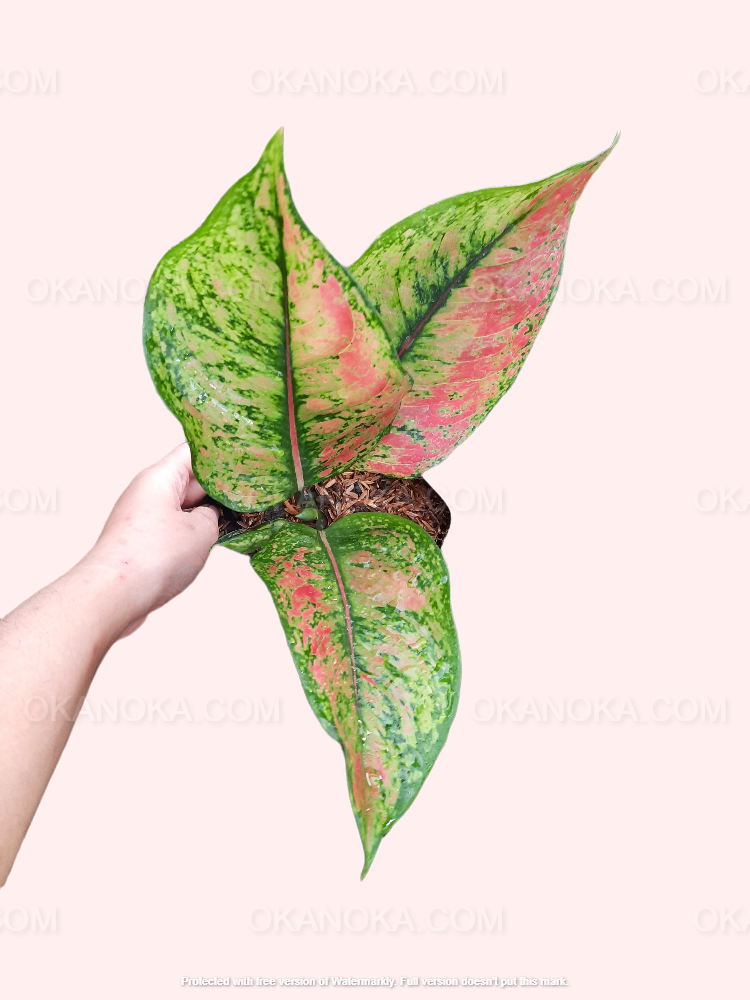 Close-up of hand holding Aglaonema Heng Heng showing vibrant red and green leaf patterns.