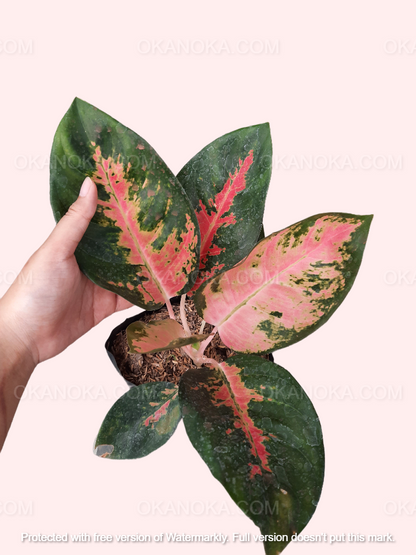 Hand holding Aglaonema Kochin Pink live plant in a small pot.