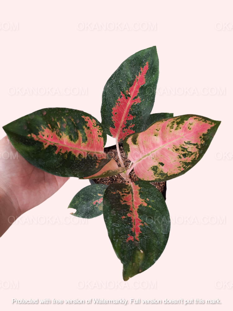 Top view of Aglaonema Kochin Pink highlighting leaf texture and coloration.