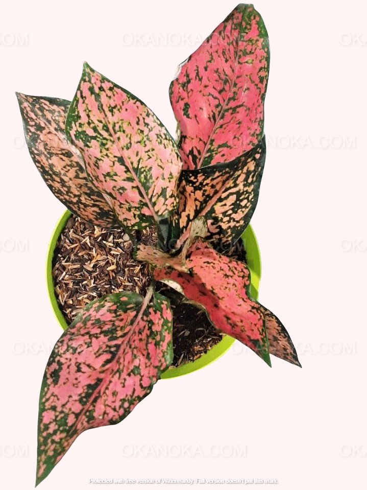 Top view of Aglaonema Lady Valentine in a lime green pot, showing broad pink leaves speckled with green on a soft pastel background, styled as a decorative indoor plant.