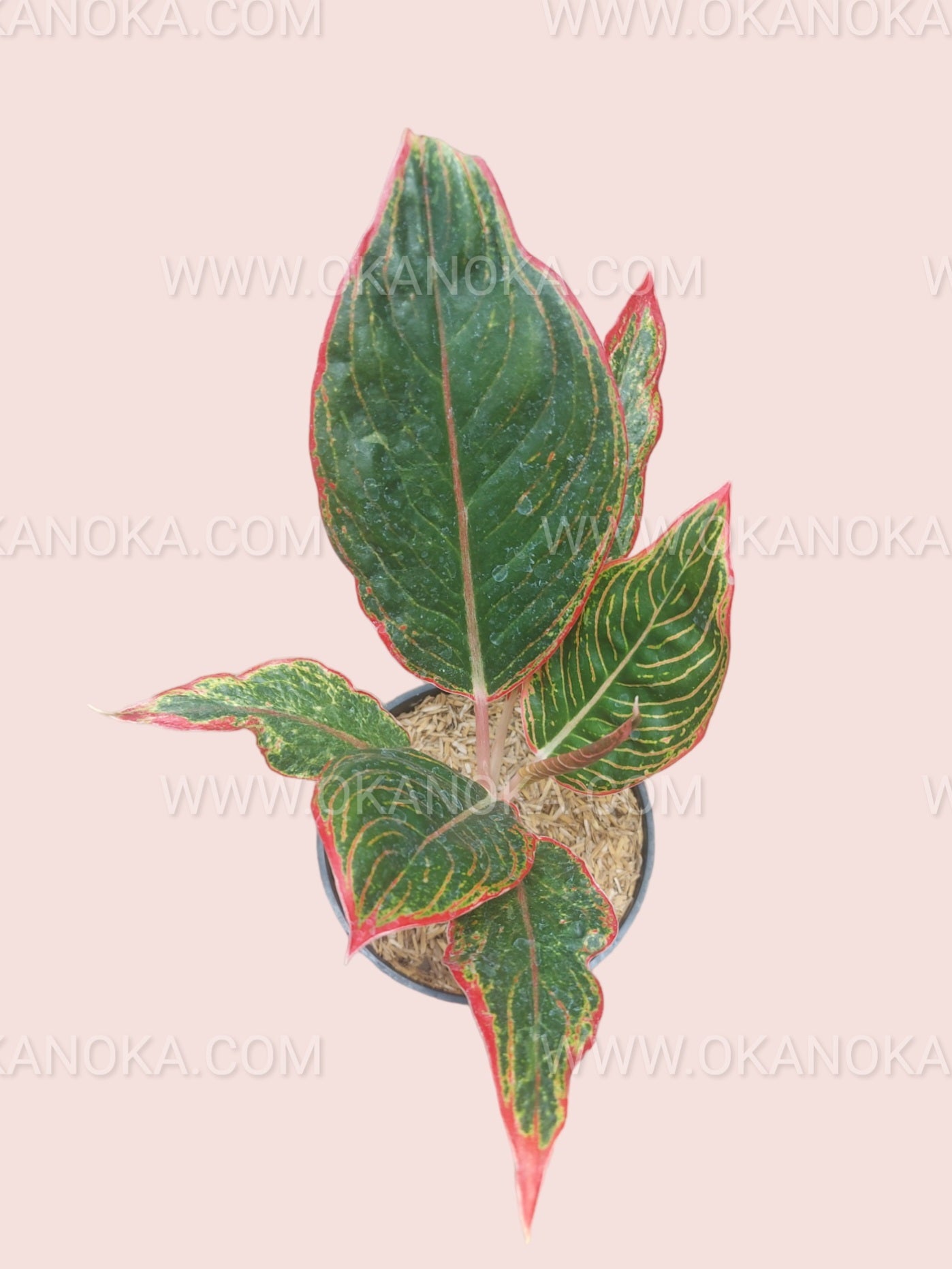 Top view of Aglaonema Peterpan displaying multiple leaves with pink and green variegation.