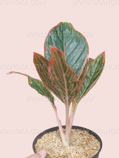 Side view of Aglaonema Peterpan in a small pot with visible healthy stems and leaves.