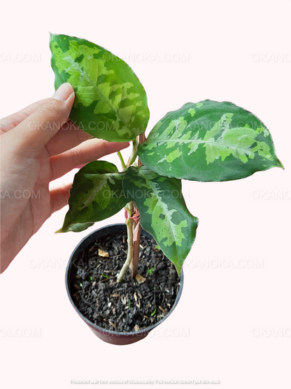 Aglaonema Pictum Triicolor, Aglaonema Kochin Pink, live plants, rare plants, live aglaonema, rare aglaonema, aglaonema commutatum, live aglaonema commutatum variegated, variegated aglaonema plants, live variegated plants, outdoor plants, indoor plants, houseplants, jungle plants, tropical plants, forest plants, spring plants, cheap plants, aglaonema snow white, aglaonema snowhite, live aglaonema white plants,aglaonema pink plants