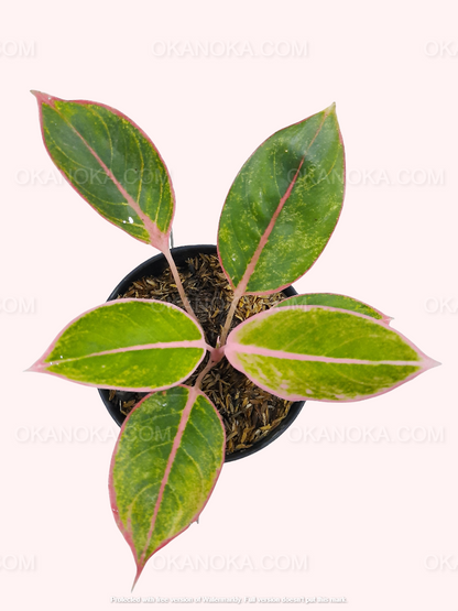 Top view of Aglaonema Pink Lipstic in a black pot, showing oval green leaves edged and veined with bright pink on a soft pastel background.