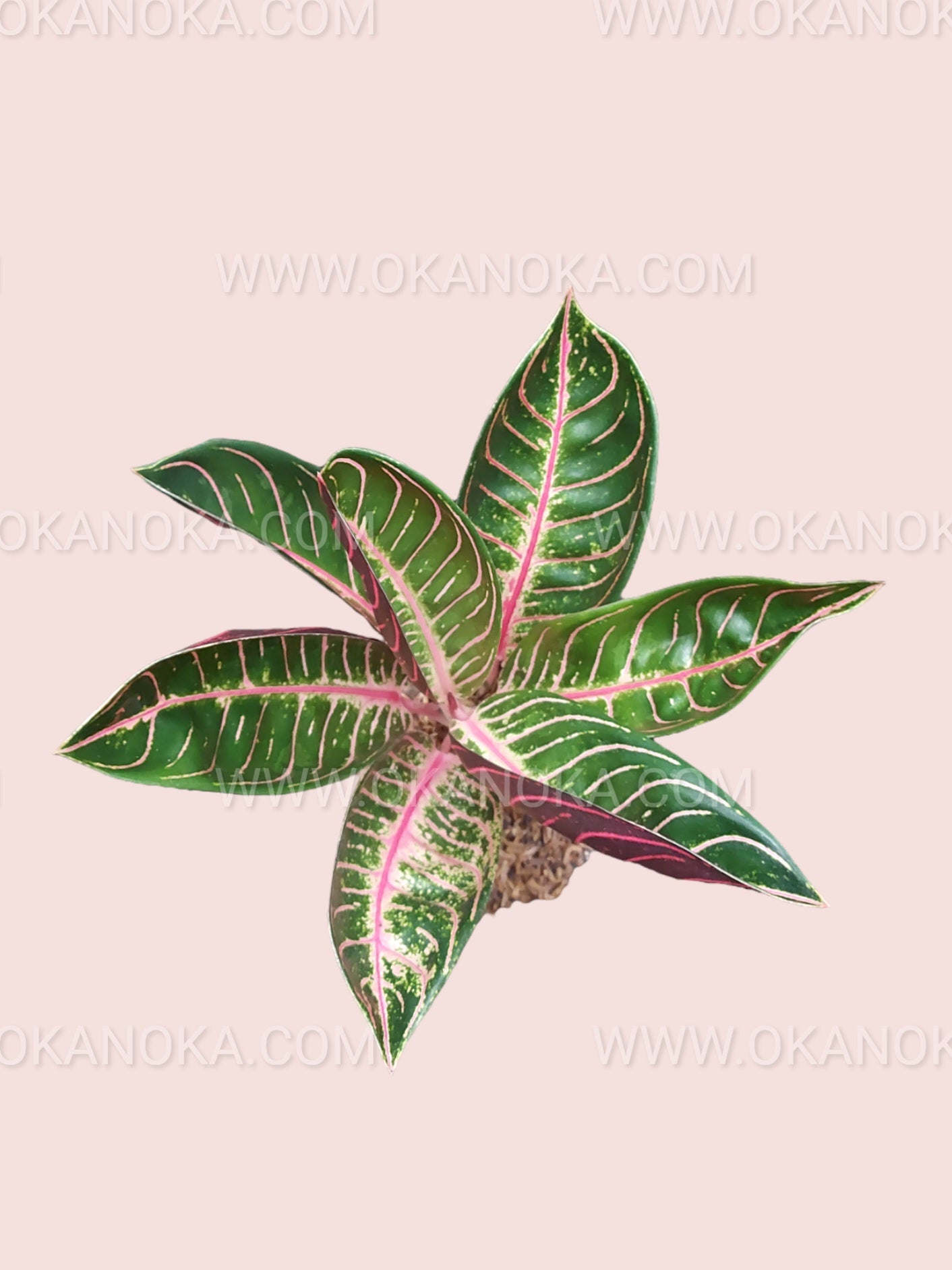 す*郎様 Aglaonema Pride Of Sumatra Aglaonema Pride of Sumatra – Okanoka