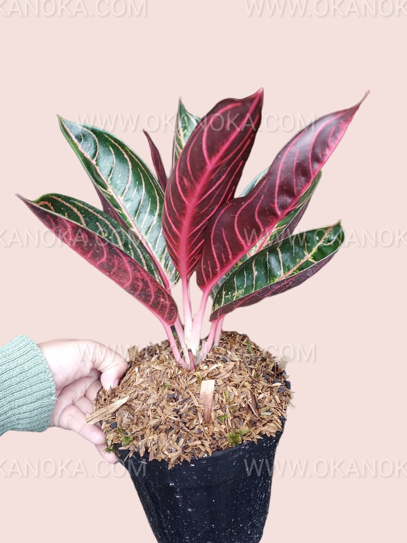 Aglaonema Pride of Sumatra – Okanoka