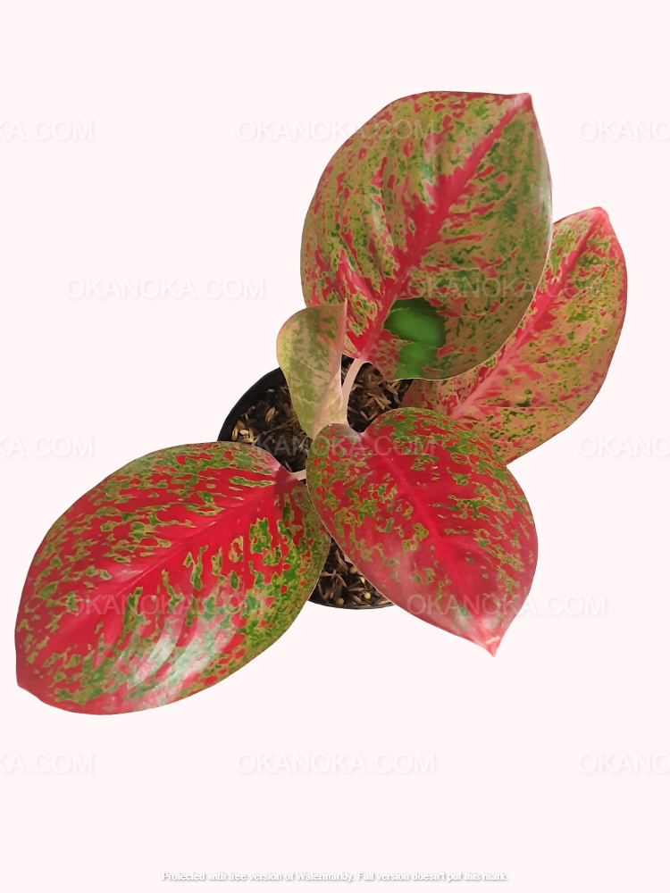 Aglaonema Red Stardust live plant displaying bold red foliage covered with intricate green marbling and colorful tropical leaf patterns.