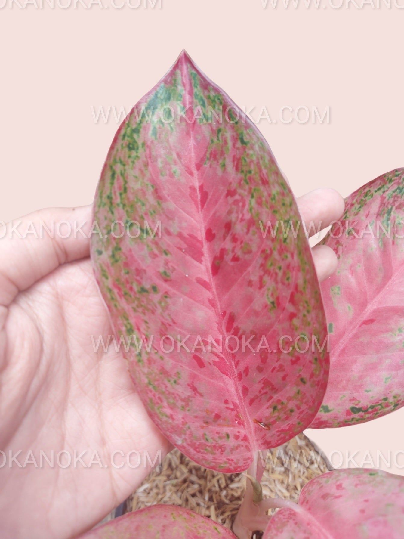Close-up of Aglaonema Sexylia leaf featuring soft pink coloration with green speckled variegation and detailed pink veining.