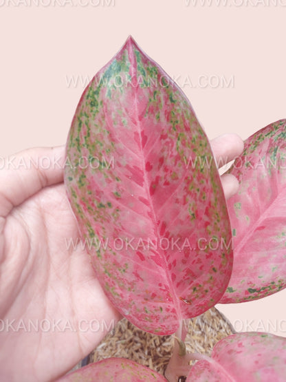 Close-up of Aglaonema Sexylia leaf featuring soft pink coloration with green speckled variegation and detailed pink veining.
