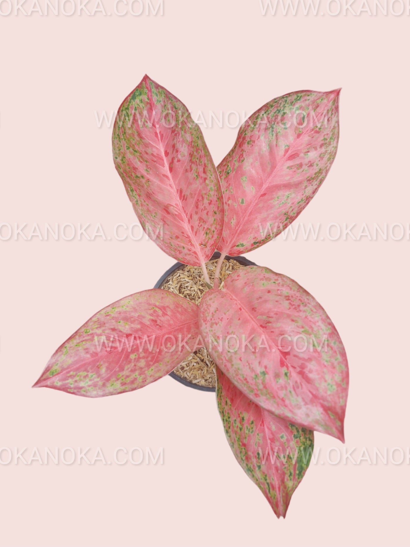 Top view of Aglaonema Sexylia live plant displaying broad pink leaves with scattered green speckles in a compact arrangement.