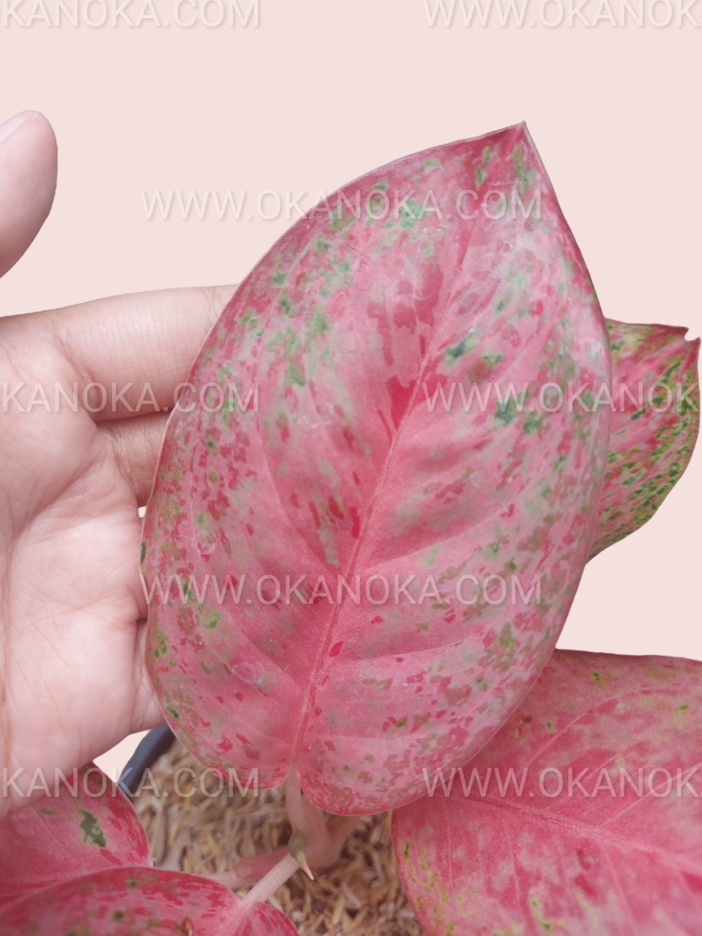 Detailed close-up of Aglaonema Sexylia foliage showing blush pink leaf surface with subtle green mottling and vibrant texture.