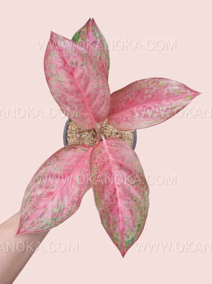 Overhead view of Aglaonema Sexylia tropical plant featuring multiple pink leaves with delicate green variegated markings.