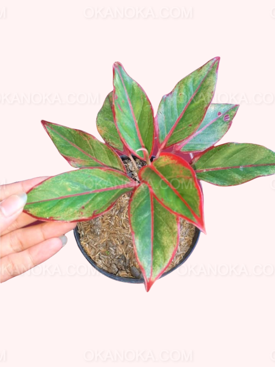 Aglaonema Siam Aurora live plant in pot, tropical houseplant with green leaves and vivid red margins, compact ornamental foliage
