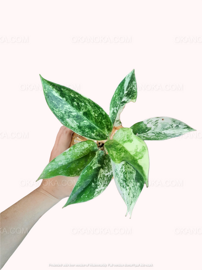 Top view of Aglaonema Siam Jade Variegated growing in a nursery container with balanced green and white foliage.