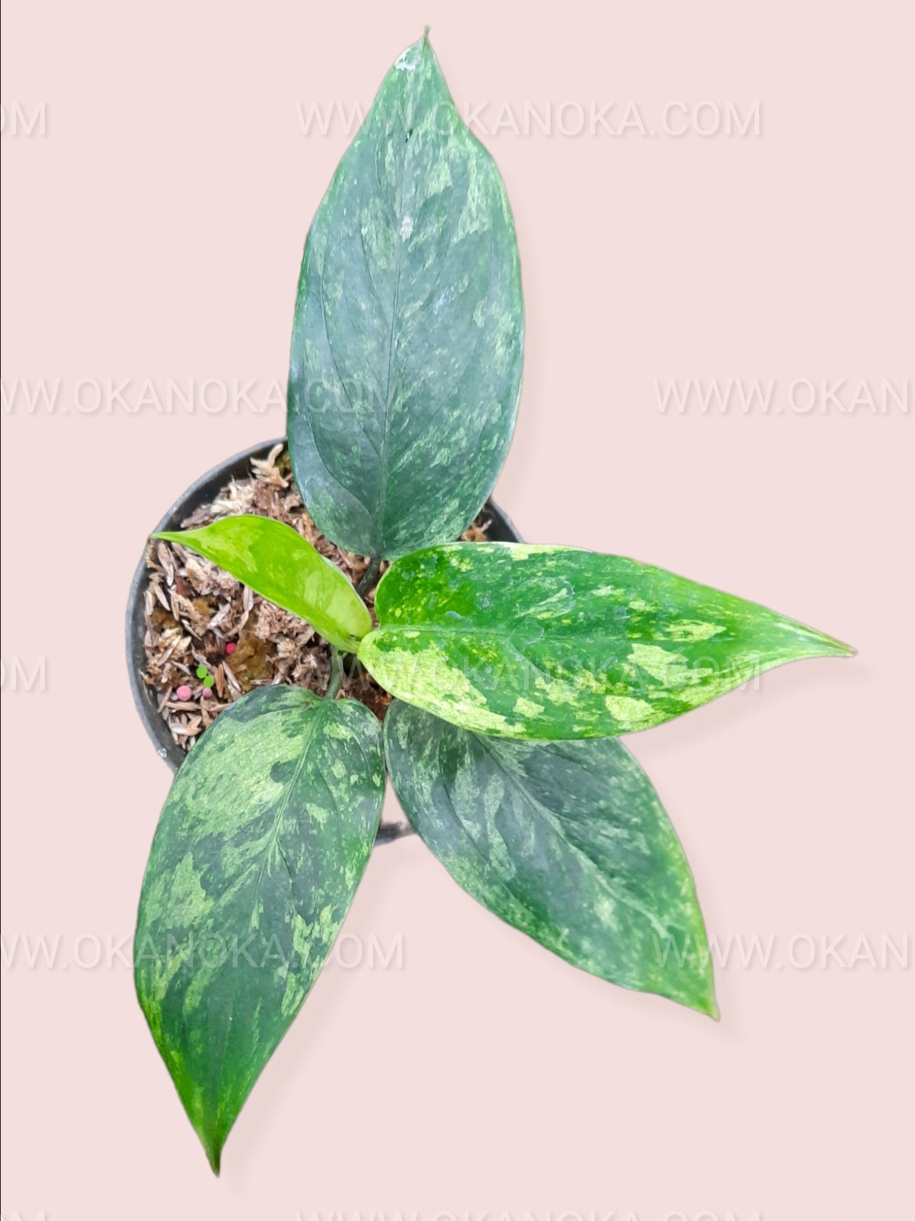 Top view of Aglaonema Simplex Variegated featuring lance-shaped foliage with natural green and creamy variegated patterns.