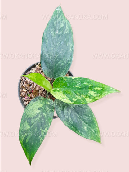 Top view of Aglaonema Simplex Variegated featuring lance-shaped foliage with natural green and creamy variegated patterns.
