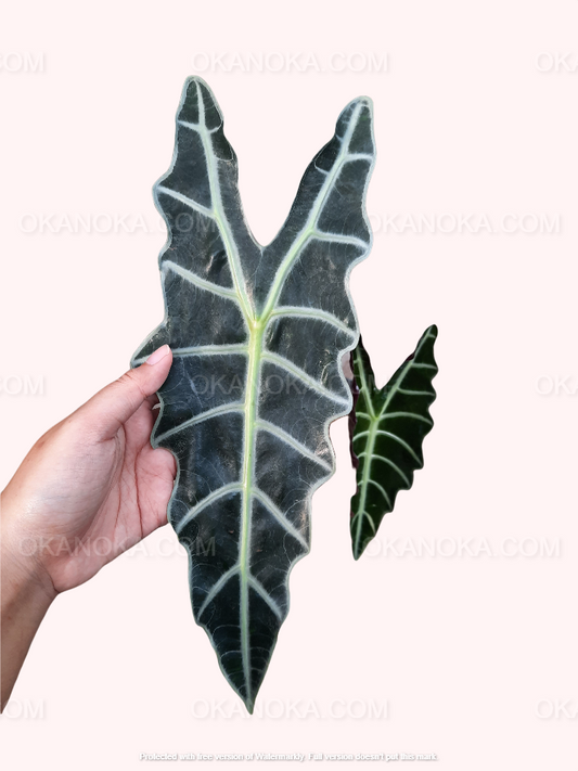 Alocasia Amazonica live plant held in hand, tropical houseplant with dark green arrow-shaped leaves and bold white veins