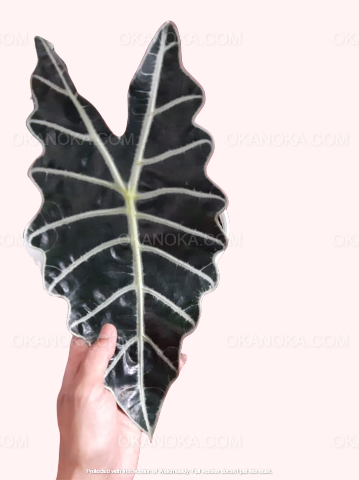 Alocasia Amazonica tropical houseplant leaf close-up, live plant showing dramatic white veining and glossy dark foliage