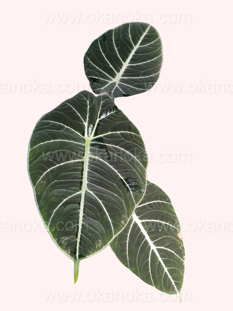 Alocasia Black Velvet live plant, tropical houseplant with dark velvety leaves and striking silver veins