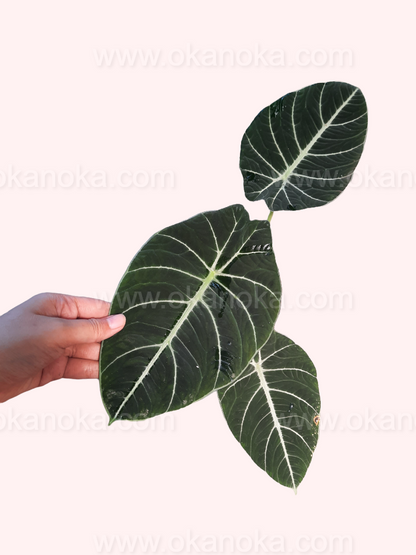 Alocasia Black Velvet live plant held in hand, tropical houseplant with heart-shaped dark foliage