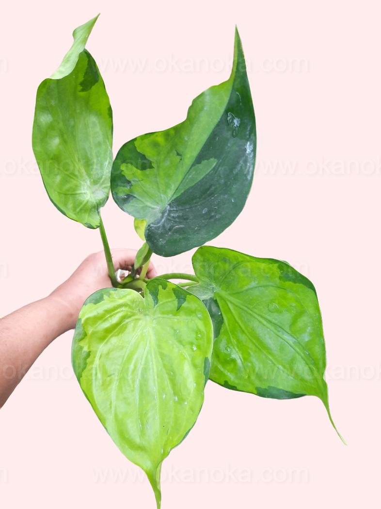 Hand holding Alocasia Cucullata Variegated live plant, tropical houseplant highlighting unique variegated leaf patterns