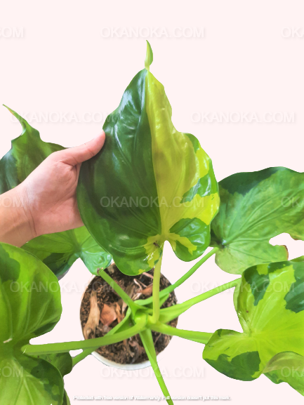 Hand holding Alocasia Cucullata Variegated Medium with glossy, variegated heart-shaped leaves.