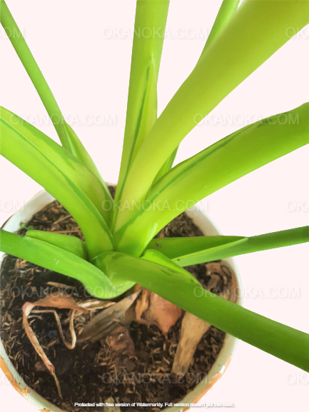 Close-up of Alocasia Cucullata Variegated Medium base, showcasing thick stems and vibrant foliage.