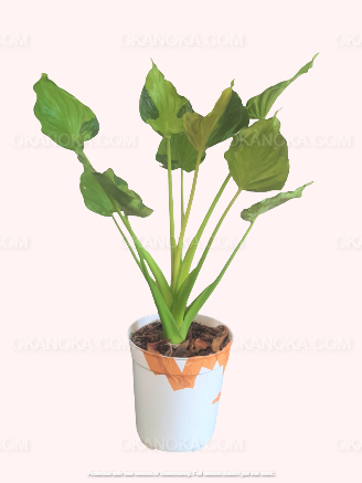 Potted Alocasia Cucullata Variegated Medium with upright, large variegated leaves.