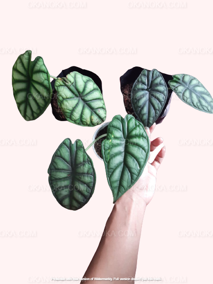 Alocasia Dragonscale, Alocasia Amazonica, live plants, rare plants, live alocasia, rare alocasia, outdoor plants, indoor plants, houseplants, jungle plants, forest plants, urban plants, plants make people happy, plants make me happy, plants, plant lovers, alocasia club, alocasia lovers