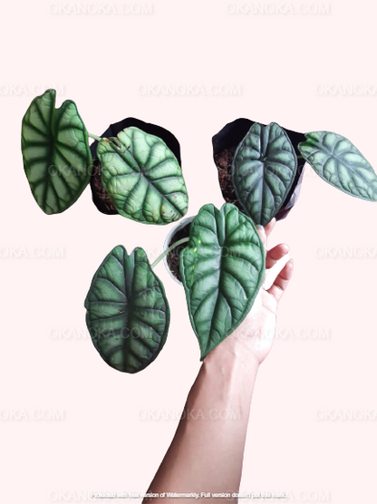 Alocasia Dragonscale, Alocasia Amazonica, live plants, rare plants, live alocasia, rare alocasia, outdoor plants, indoor plants, houseplants, jungle plants, forest plants, urban plants, plants make people happy, plants make me happy, plants, plant lovers, alocasia club, alocasia lovers
