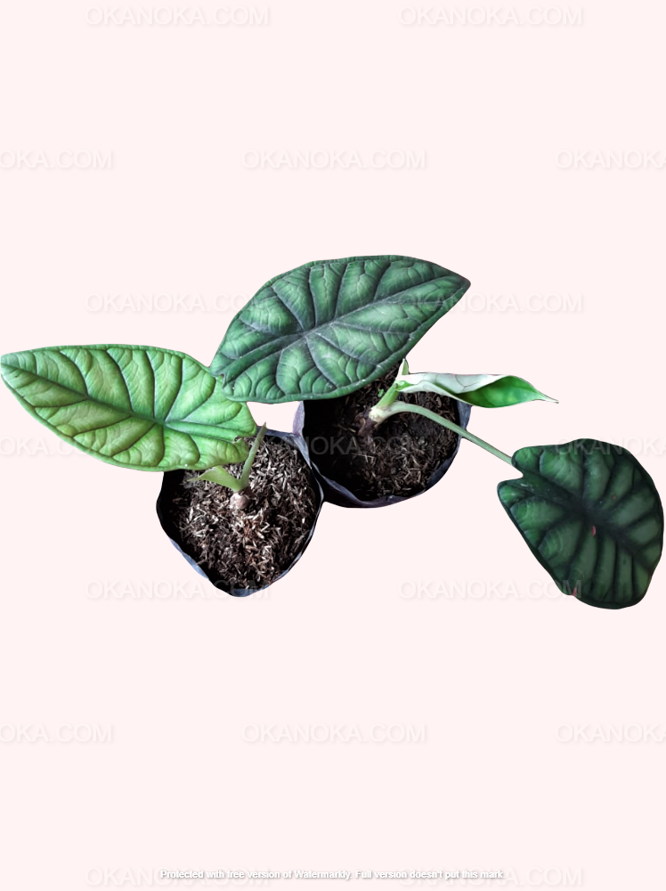 Alocasia Dragonscale,Alocasia Amazonica, live plants, rare plants, live alocasia, rare alocasia, outdoor plants, indoor plants, houseplants, jungle plants, forest plants, urban plants, plants make people happy, plants make me happy, plants, plant lovers, alocasia club, alocasia lovers