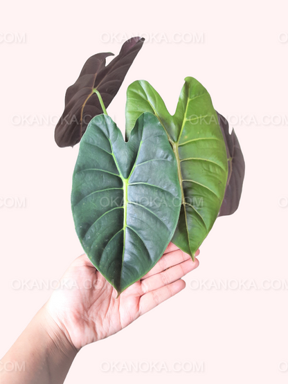 Alocasia Golden Bone showing full vibrant arrow-shaped leaves in a red pot, hand holding plant.