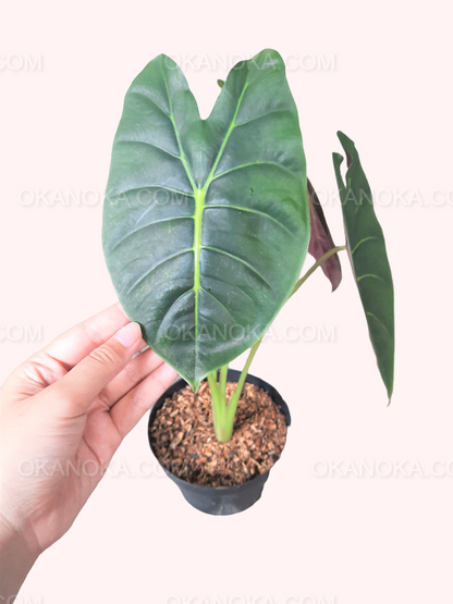 Side view of Alocasia Golden Bone leaves with visible petioles and natural texture.