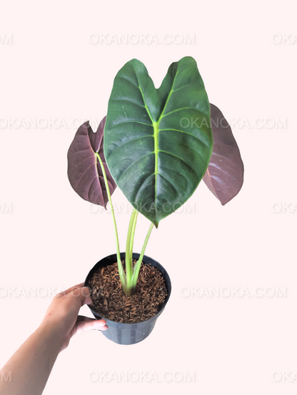 Close-up of Alocasia Golden Bone leaves highlighting golden veining and lush green coloration.